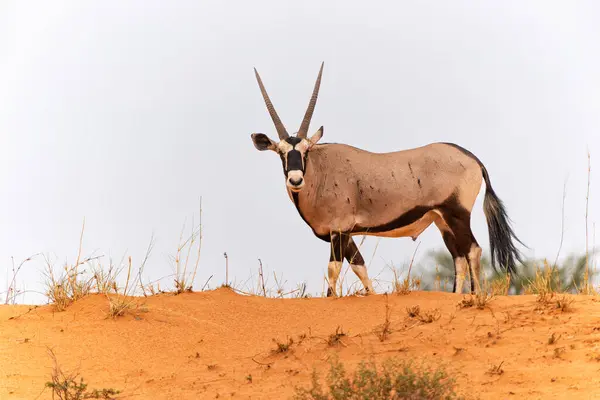 Oryx Oryx Afrika Atau Gemsbok Oryx Gazella Mencari Air Dan — Stok Foto