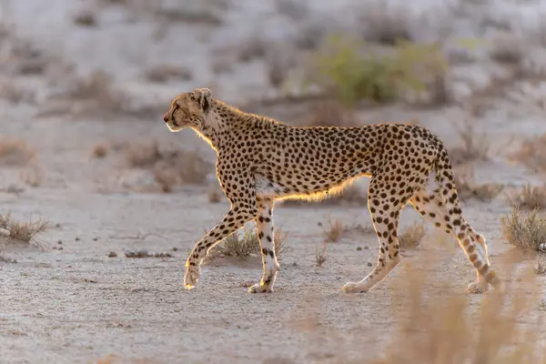 Çita (Acinonyx jubatus) dişi, Güney Afrika 'daki Kgalagadi Transfrontier Parkı' nın kırmızı kumullarında günün ilk ışıklarıyla yürüyor.