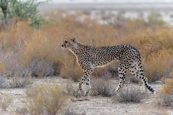 Cheetah Acinonyx Jubatus Female Walking First Light Day Red Dunes Stock Picture