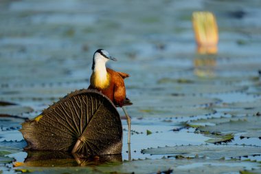 African Jacana (Actophilornis africanus) wading between a field of Water Lilies in a cove in the Chobe river between Namibia and Botswana clipart