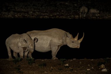 Black rhinoceros, black rhino or hook-lipped rhinoceros (Diceros bicornis) in the night. Black rhino visiting the Okaukuejo waterhole in the night in Etosha National Park in Namibia clipart