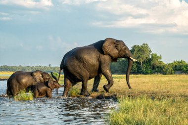 Öğleden sonra Namibya ve Botswana arasında Chobe Nehri 'ni geçen fillerle yakın temas..