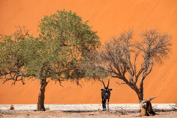 Oryx Berdiri Dasar Sungai Kering Bawah Pohon Depan Dune Daerah — Stok Foto