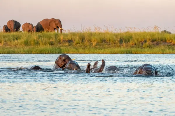 Dekat Pertemuan Dengan Gajah Menyeberangi Sungai Chobe Antara Namibia Dan — Stok Foto
