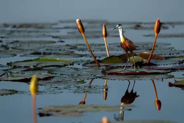 Jacana Afrika Actophilornis Africanus Mengarungi Antara Lapangan Water Lilies Teluk — Stok Foto