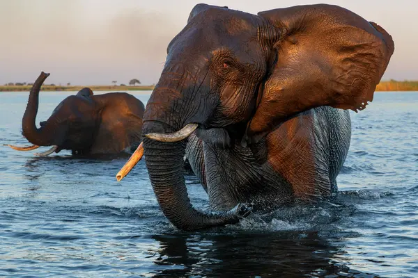 Dekat Pertemuan Dengan Gajah Menyeberangi Sungai Chobe Antara Namibia Dan — Stok Foto