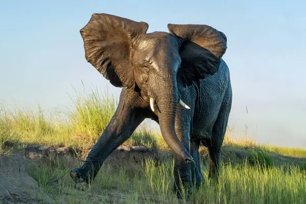 Närkontakt Med Elefanter Korsar Floden Chobe Mellan Namibia Och Botswana Stockbild