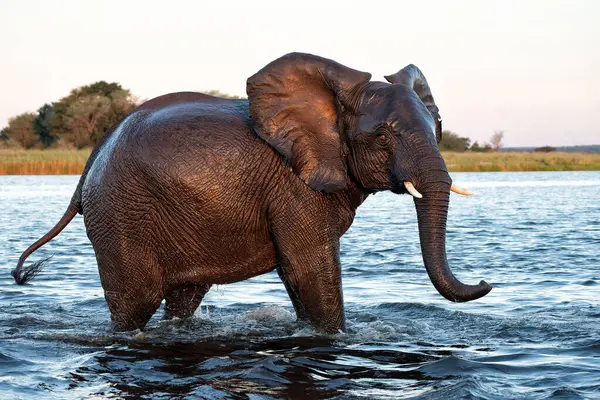 Incontro Ravvicinato Con Gli Elefanti Che Attraversano Fiume Chobe Tra Foto Stock Royalty Free