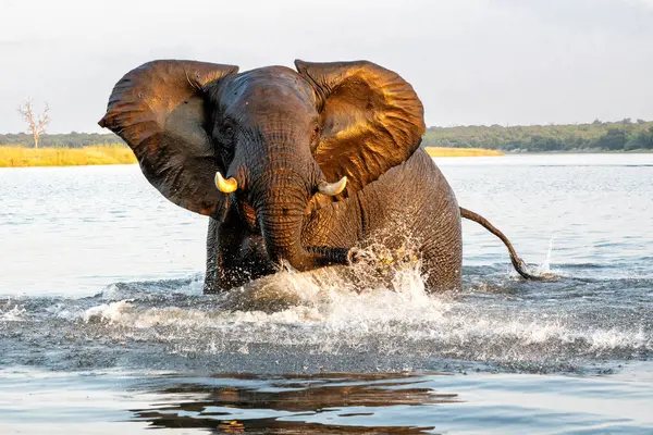 Encuentro Cercano Con Elefantes Cruzando Río Chobe Entre Namibia Botswana Imagen De Stock
