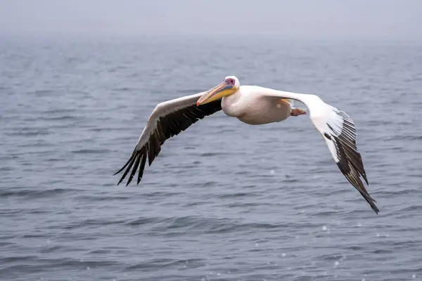 Velký Bílý Pelikán Pelecanus Onocrotalus Létání Dopoledních Hodinách Blízkosti Pelican — Stock fotografie