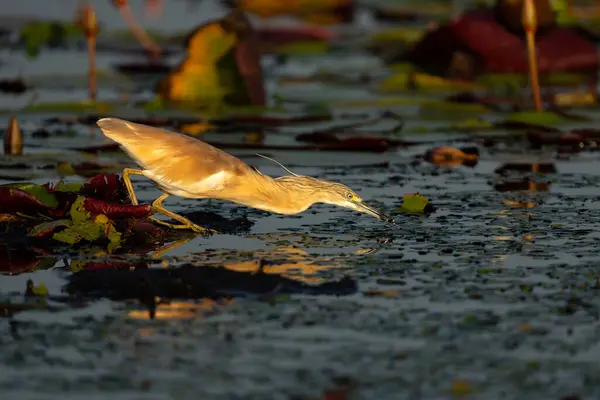 สควอคโค เฮรอน ตกปลาในท งดอกล ในตอนเช วยแสงอบอ นในแม Chobe ระหว างบอตสวานาและนาม — ภาพถ่ายสต็อก