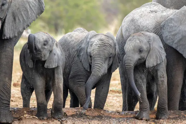 Bayi Gajah Bermain Dan Minum Mata Air Taman Nasional Etosha — Stok Foto