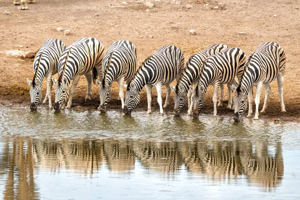 Zebra Minum Dari Mata Air Taman Nasional Etosha Namibia Stok Gambar Bebas Royalti