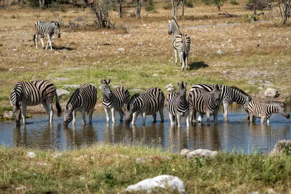 Zebras Trinken Aus Einem Wasserloch Etosha Nationalpark Namibia Stockfoto