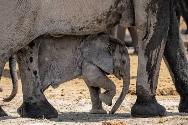 Bayi Gajah Bermain Dan Minum Mata Air Taman Nasional Etosha Stok Lukisan  