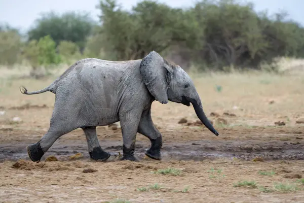 Baby Elephant Playing Drinking Waterhole Etosha National Park Namibia Royalty Free Stock Images