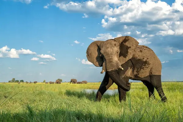 Dekat Pertemuan Dengan Gajah Dari Perahu Gajah Afrika Makan Dari — Stok Foto