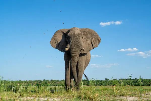 보트에서 코끼리와 가까운 계절에 보츠와나와 나미비아 Chobe 강에서 신선한 잔디에서 스톡 사진