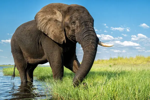 Encontro Próximo Com Elefante Barco Elefante Africano Comendo Grama Fresca Imagens De Bancos De Imagens
