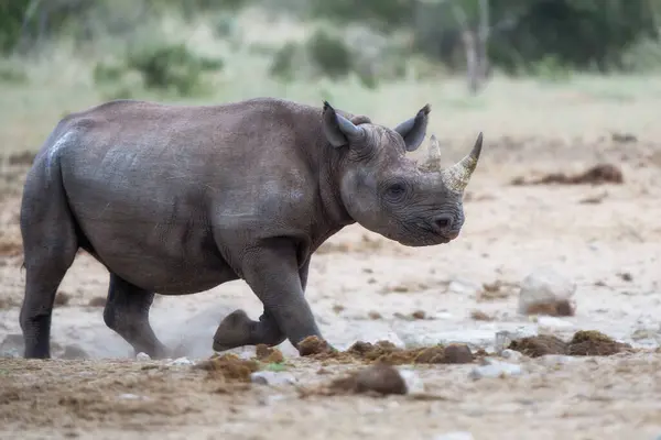 Чёрный Носорог Чёрный Носорог Крючкогубый Носорог Diceros Bicornis Бегущий Рядом Лицензионные Стоковые Изображения