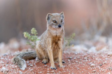  The yellow mongoose (Cynictis penicillata) sitting and looking around for food in the Kalahari in South Africa clipart