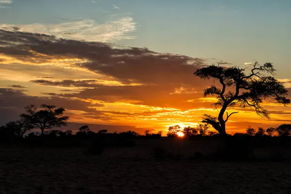 Matahari Terbit Sebuah Pemandangan Taman Transfrontier Kgalagadi Afrika Selatan — Stok Foto