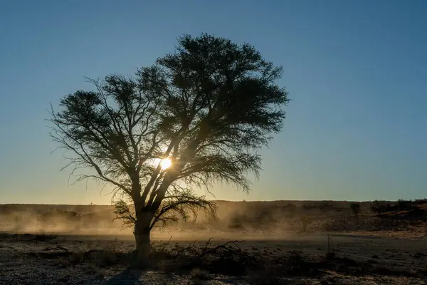 Sunset Dalam Lanskap Kgalagadi Transfrontier Park Afrika Selatan — Stok Foto