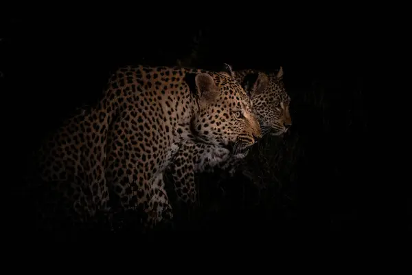 Леопардовая Спаривающаяся Пара Ночью Заповеднике Саби Сэндс Регионе Крюгера Южной Стоковое Изображение