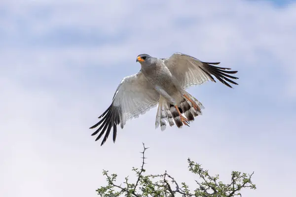 Pale Chanting Goshawk Flying Away Kgalagadi Transfrontier Park South Africa Stock Image