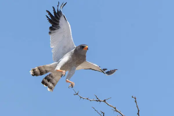 Pale Chanting Goshawk Flying Away Park Transgraniczny Kgalagadi Republika Południowej Obrazek Stockowy
