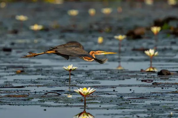 Heron Ungu Ardea Purpurea Terbang Jauh Dengan Water Lily Latar — Stok Foto