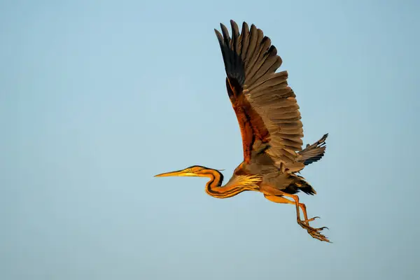 Purple Heron Ardea Purpurea Flying Away Early Morning Chobe River Royalty Free Stock Images