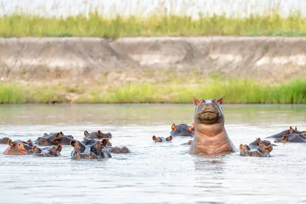보츠와나와 나미비아 사이의 국경에있는 Chobe 강에있는 Hippopotamus 공격적인 히포는 지배적인 로열티 프리 스톡 사진