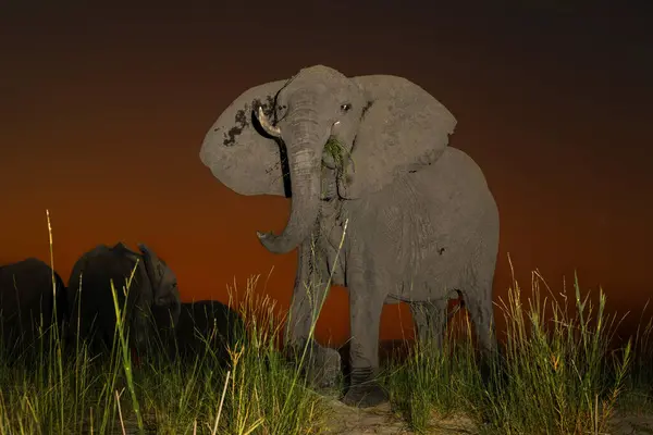 Elefant Kurz Nach Sonnenuntergang Mit Orangefarbenem Himmel Als Hintergrund Chobe Stockbild