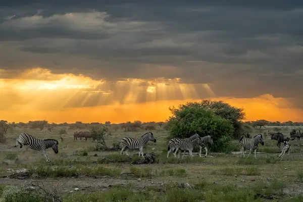 Zebra Dan Wildbeest Togheter Saat Matahari Terbenam Dengan Cakrawala Oranye Stok Foto