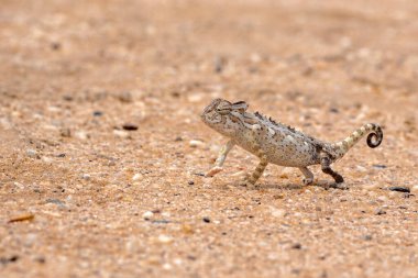 Namaqua chameleon (Chamaeleo namaquensis) hunting in the red dunes of the Namib Desert close to Swakopmund in Namibia clipart