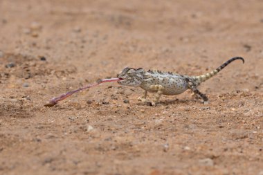 Namaqua chameleon (Chamaeleo namaquensis) hunting in the red dunes of the Namib Desert close to Swakopmund in Namibia clipart