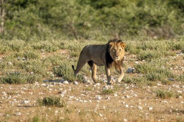 Erkek aslan Namibya 'daki Etosha Ulusal Parkı' ndaki Rietfontein su birikintisine gidiyor.