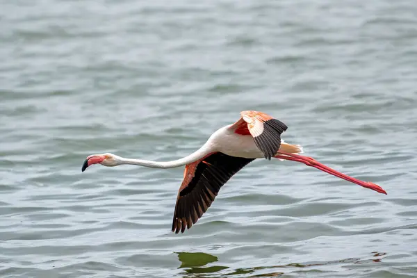 Flamingo Yang Lebih Besar Phoenicopterus Roseus Terbang Lagoon Walvis Bay — Stok Foto