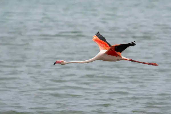 Flamingo Yang Lebih Besar Phoenicopterus Roseus Terbang Lagoon Walvis Bay Stok Foto Bebas Royalti