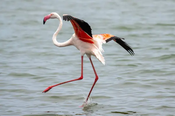 Greater Flamingo Phoenicopterus Roseus Flying Lagoon Walvis Bay Namibia Stock Photo