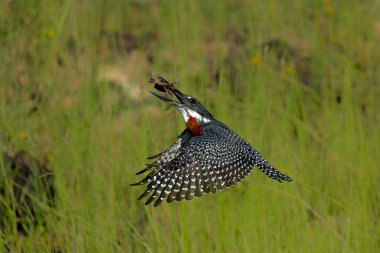 Giant Kingfisher (Megaceryle maxima) flying after catching a crab in the Chobe River in Botswana clipart