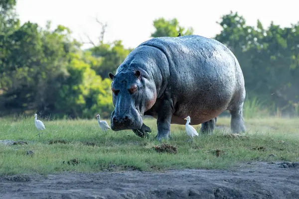 Hippo Run Land Chobe National Park Botswana 로열티 프리 스톡 이미지