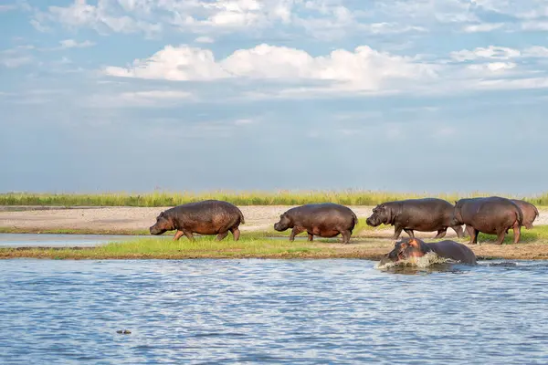 Hippo Dalam Pelarian Tanah Taman Nasional Chobe Botswana Stok Lukisan  