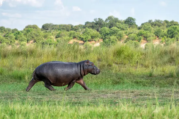 Hippo ในการว งบนท นในอ ทยานแห งชาต Chobe ในบอตสวานา ภาพสต็อก