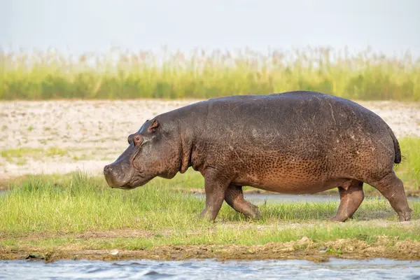Hippo Dalam Pelarian Tanah Taman Nasional Chobe Botswana Stok Gambar