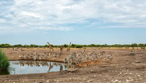 Giraffes Zebra Drinking Waterhole Etosha National Park Namibia 로열티 프리 스톡 이미지