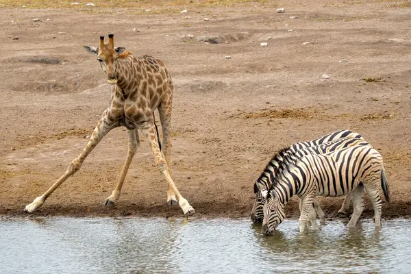 Giraffes Zebra Drinking Waterhole Etosha National Park Namibia 로열티 프리 스톡 사진