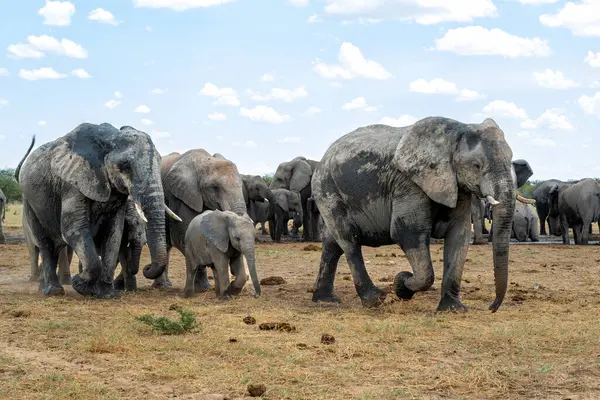 Стадо Слонів Відвідує Акваріум Національному Парку Етоша Намібії Стокове Зображення