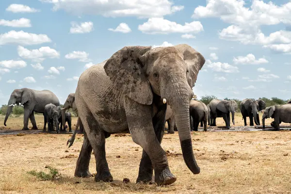Troupeau Éléphants Visitant Trou Eau Dans Parc National Etosha Namibie Image En Vente